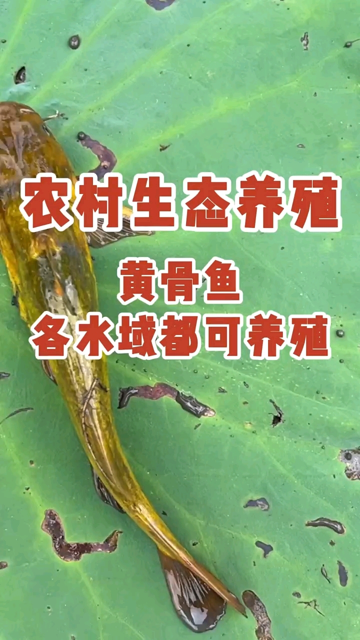 黄骨鱼养殖基地考察