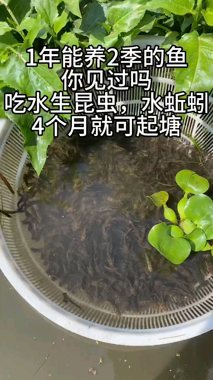 黄骨鱼又叫黄颡鱼,黄辣丁