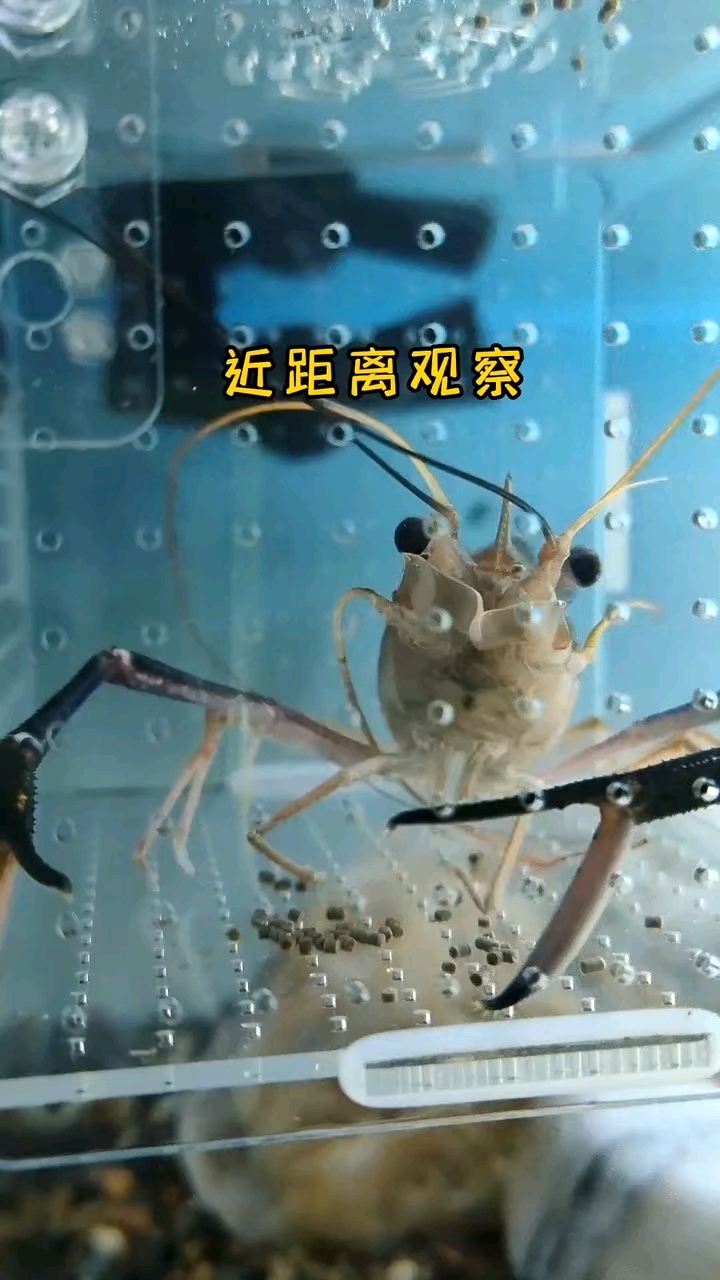 看下我们罗氏沼虾怎么吃饭饭吧