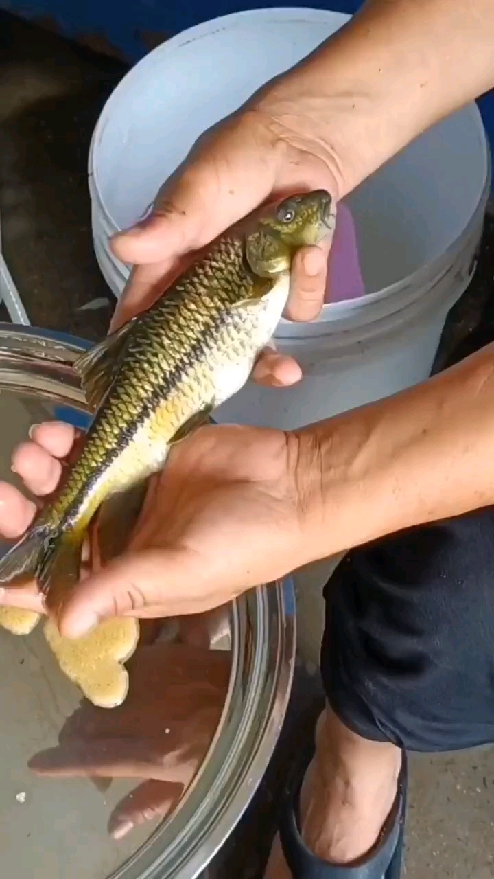 溪石斑鱼产卵到苗子过程