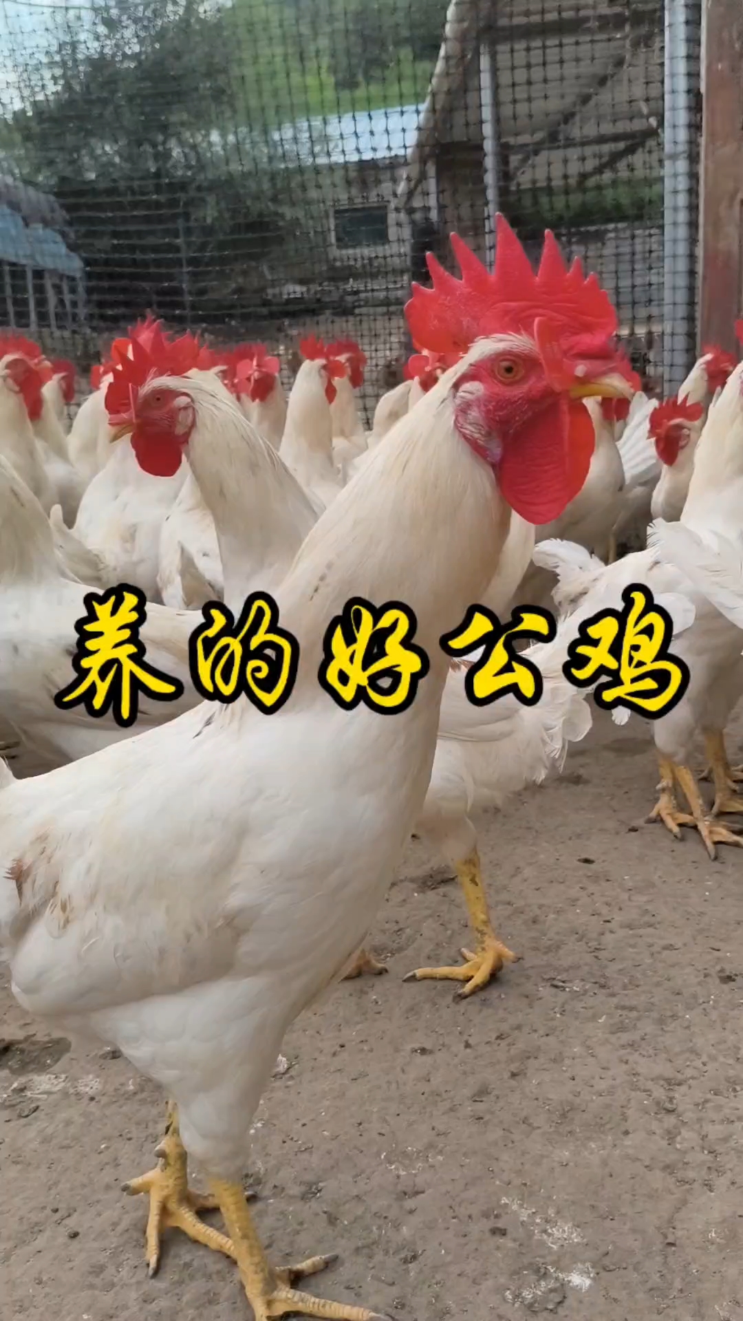 400多只公鸡,真漂亮