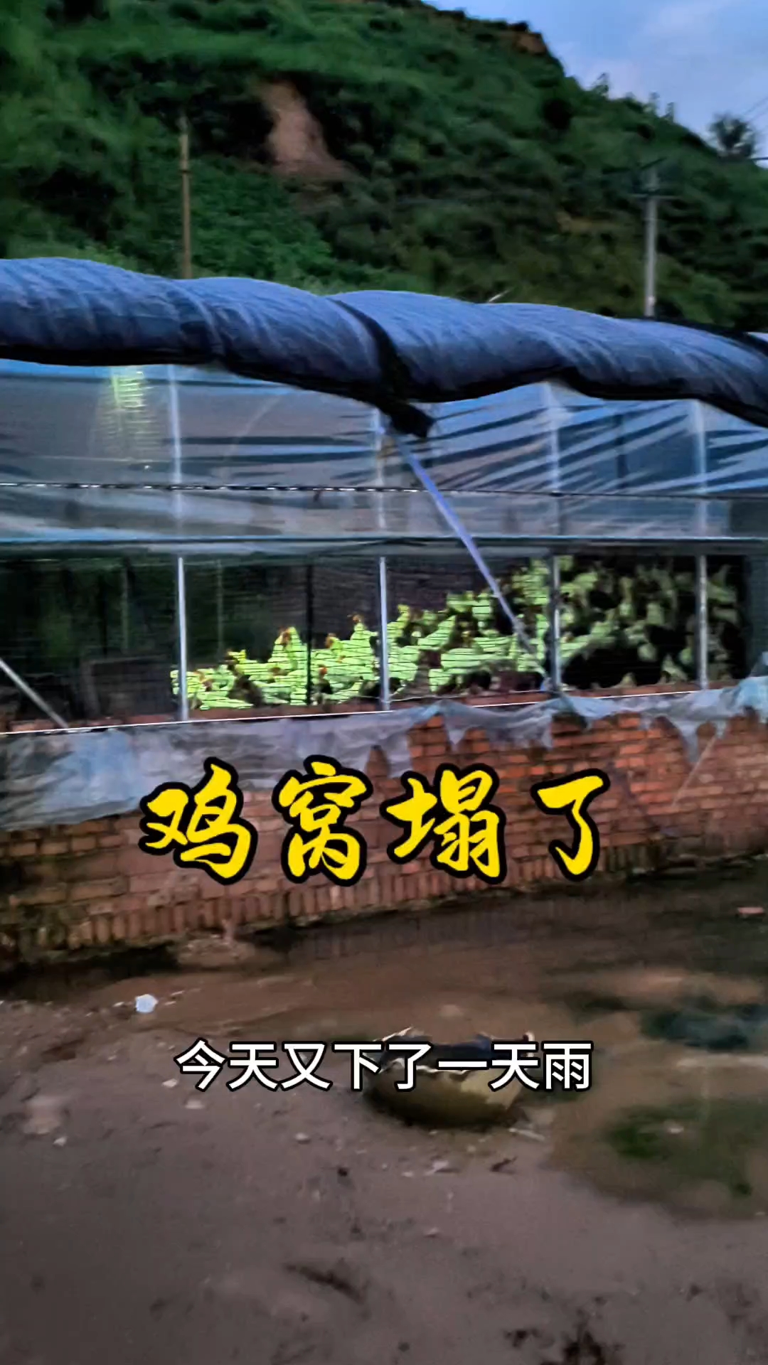 每天下大雨,鸡窝也塌了