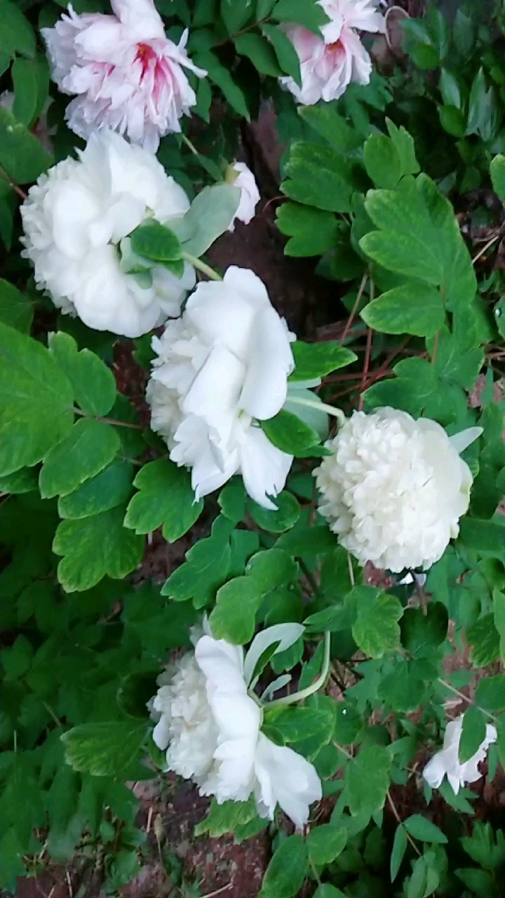 高枝嫁接的白牡丹,已经是第三年开花了吧?