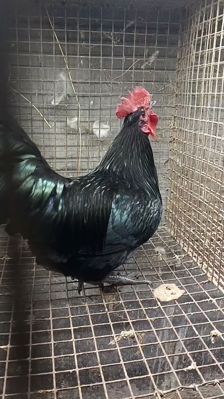 黑色公鸡
