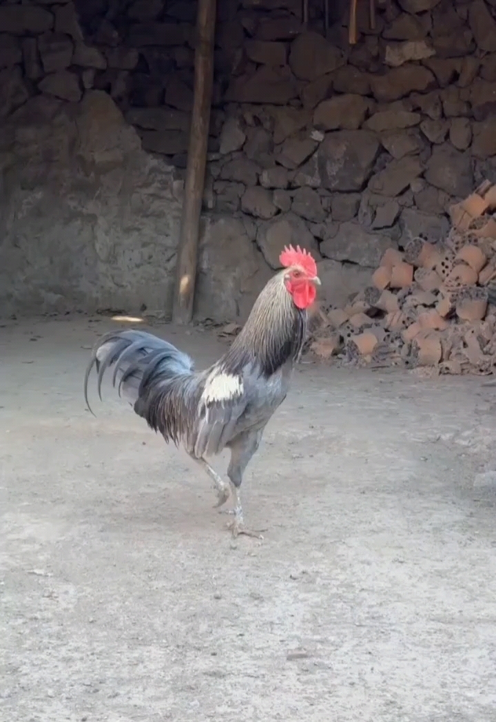 鹊山鸡品种 灰三彩公鸡 青年鸡