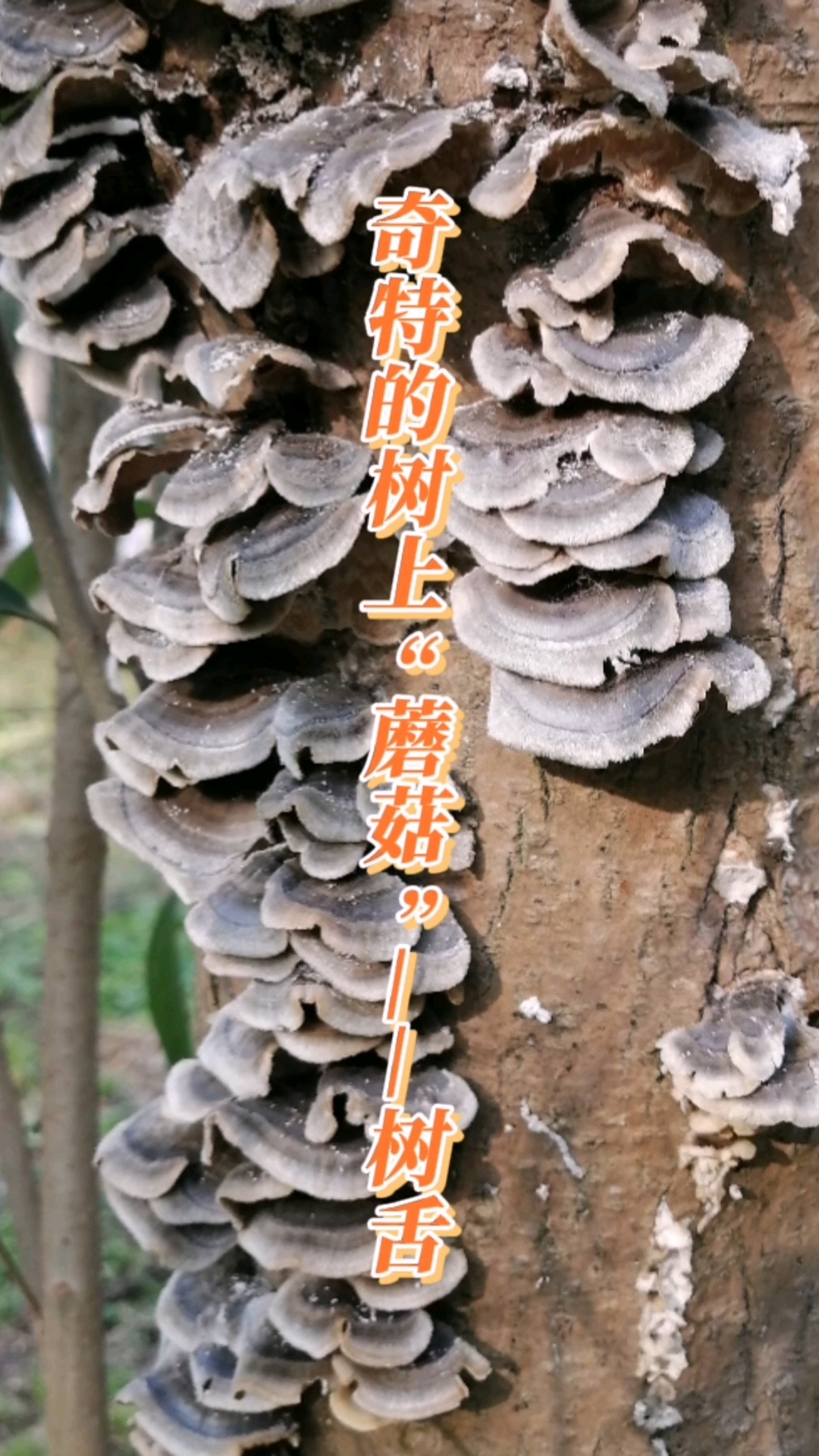 奇特的树上“蘑菇”——树舌