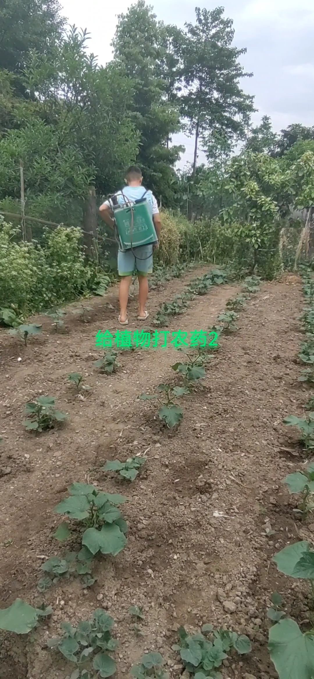 接下来用农药喷雾剂里的水喷洒冬瓜、芹菜、豇豆