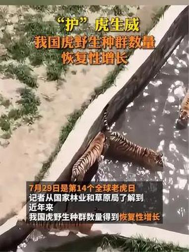 “护”虎生威,我国虎野生种群数量恢复性增长