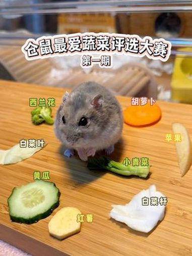 第一届仓鼠最爱蔬菜评选大赛!仓鼠宝宝的日常 它真的好像个小宝宝 萌宠出道计划 小动物们能有