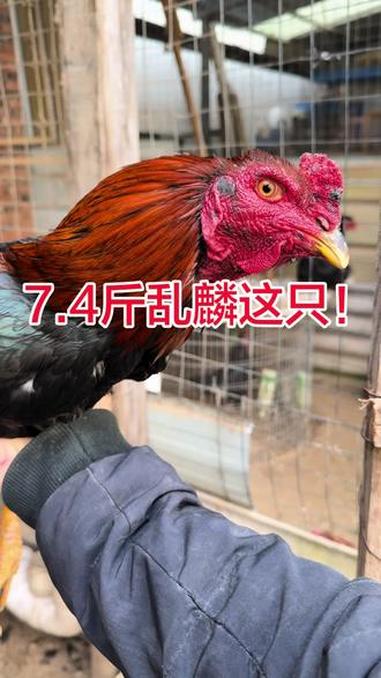 7.4斤乱麟这只!发走郑州转新疆乌鲁木齐!斗鸡 斗鸡养殖 视频原声 抖音推广 关注我