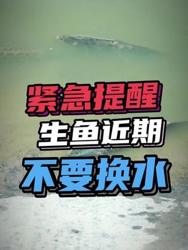 紧急提醒:生鱼塘近期千万不要大换水!很容易烂身感染丝囊霉菌损伤惨重!水产养殖 生鱼 @渔民