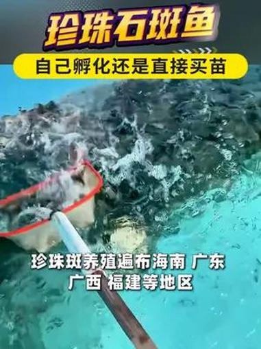 养殖珍珠斑,自己孵化还是直接买苗?石斑鱼养殖技术 石斑鱼养殖 龙昌渔业观
