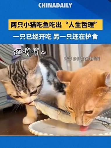 两只小猫吃鱼吃出“人生哲理”。一只已经开吃，另一只还在护食。网友：要把时间花在做事上，而非
