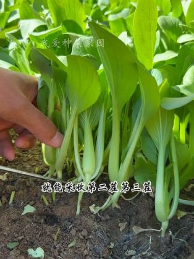 要说长得快,还得是鸡毛菜 田园生活 在家种菜 鸡毛菜
