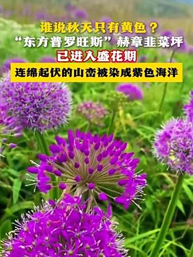 谁说秋天只有黄色?“东方普罗旺斯”赫章韭菜坪 已进入盛花期 连绵起伏的山峦被染成紫色海洋 