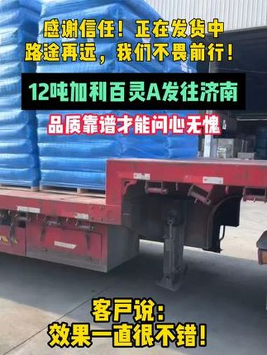 12号加利百灵A发往济南!祝鸡场老板生意兴隆 仓库实拍视频 发货现场 出货实拍 加利百灵 