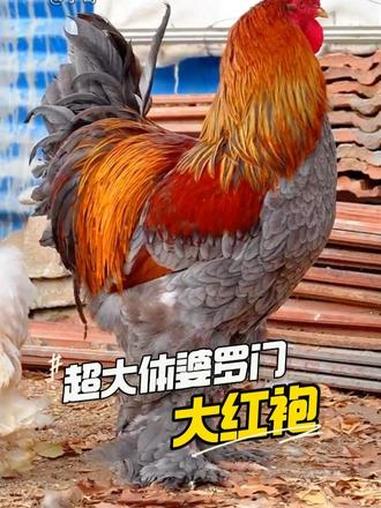 超大体的婆罗门鸡 今天他来了 #婆罗门鸡 #纯种婆罗门 #观赏鸡 #网红鸡 #宇哥观赏鸡