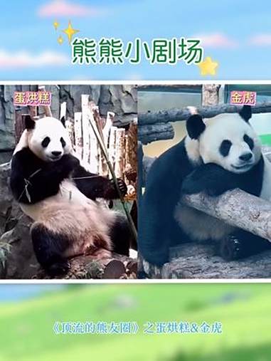 熊熊小剧场|《顶流的熊友圈》-蛋烘糕来给金虎送生日祝福～大熊猫蛋烘糕 大熊猫金虎 大熊猫浜