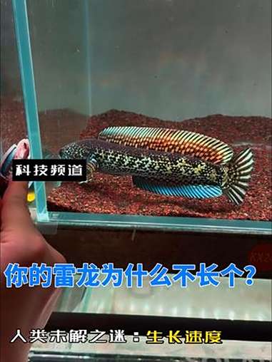 你的雷龙为什么不长个 生长因素 雷龙鱼 知识分享 黄金眼镜蛇雷龙 养鱼 巴卡雷龙