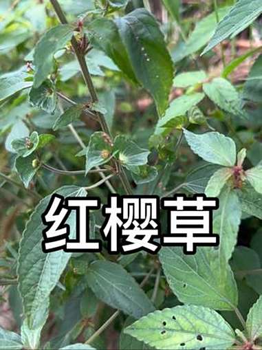 铁苋菜是农村常见本草,很多地方叫它肠炎草,红樱草等 认识一下 野草 大自然的馈赠 野菜 户