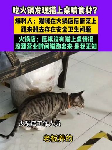 4月3日(采访),男子称吃火锅发现猫上桌啃食材?爆料人:猫咪在火锅店后厨菜上跳来跳去,存在