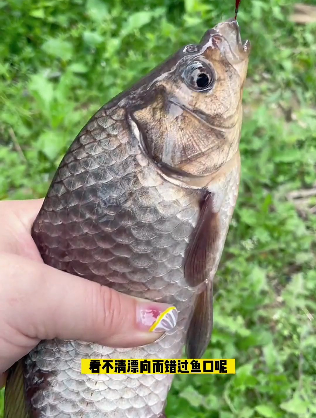 在用10米长竿钓鱼的时候,看不清漂而错过鱼口呢,试试大号七星漂