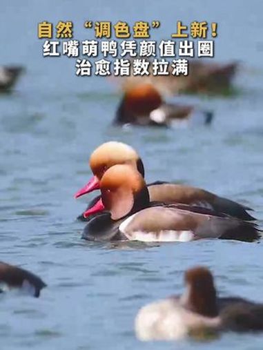 自然“调色盘”上新!红嘴萌鸭凭颜值出圈 治愈指数拉满 红嘴鸭 摄影 风光