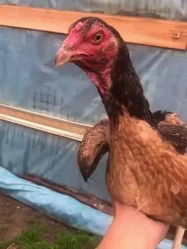 高质量斗鸡 公鸡中的战斗机 斗鸡爱好者 网红公鸡