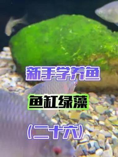 从0开始学养鱼「第二十六节」鱼缸为啥会长绿藻?强光长时间照绿藻就出来拉!也不需要专门去搞啥
