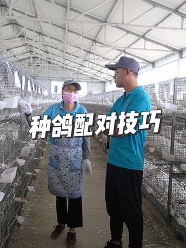 种鸽配对技巧 山东客户跟着天成鸽业技术老师学习鸽子养殖技术 养殖技术 肉鸽养殖 三农 高产