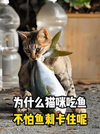 为什么猫咪吃鱼时不怕鱼刺卡住呢?#科普 #涨知识 #知识科普 #抖音知识年终打赏 #科普一