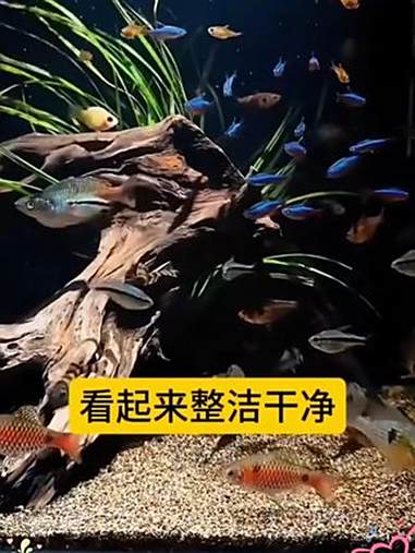 鱼缸造景 背景图 贴纸 壁纸
