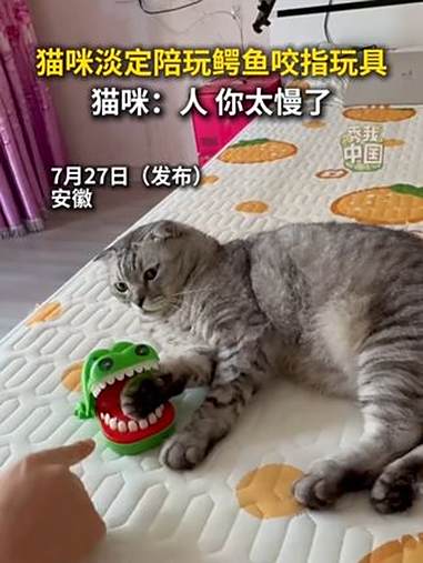 猫咪淡定陪玩鳄鱼咬指玩具,猫咪:人,你太慢了!铲屎官日常 萌宠 秀我中国