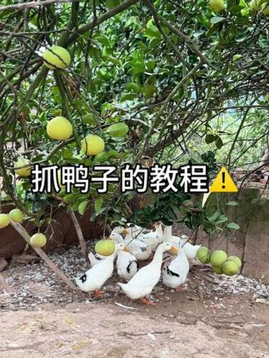 抓鸭子的教程 鸭子