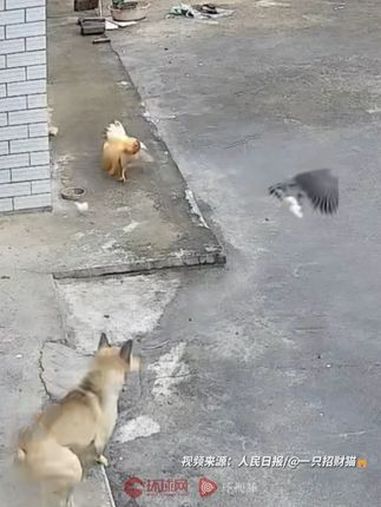 现实版“老鹰抓小鸡”上演!鸡妈妈为保护小鸡扑向猛禽