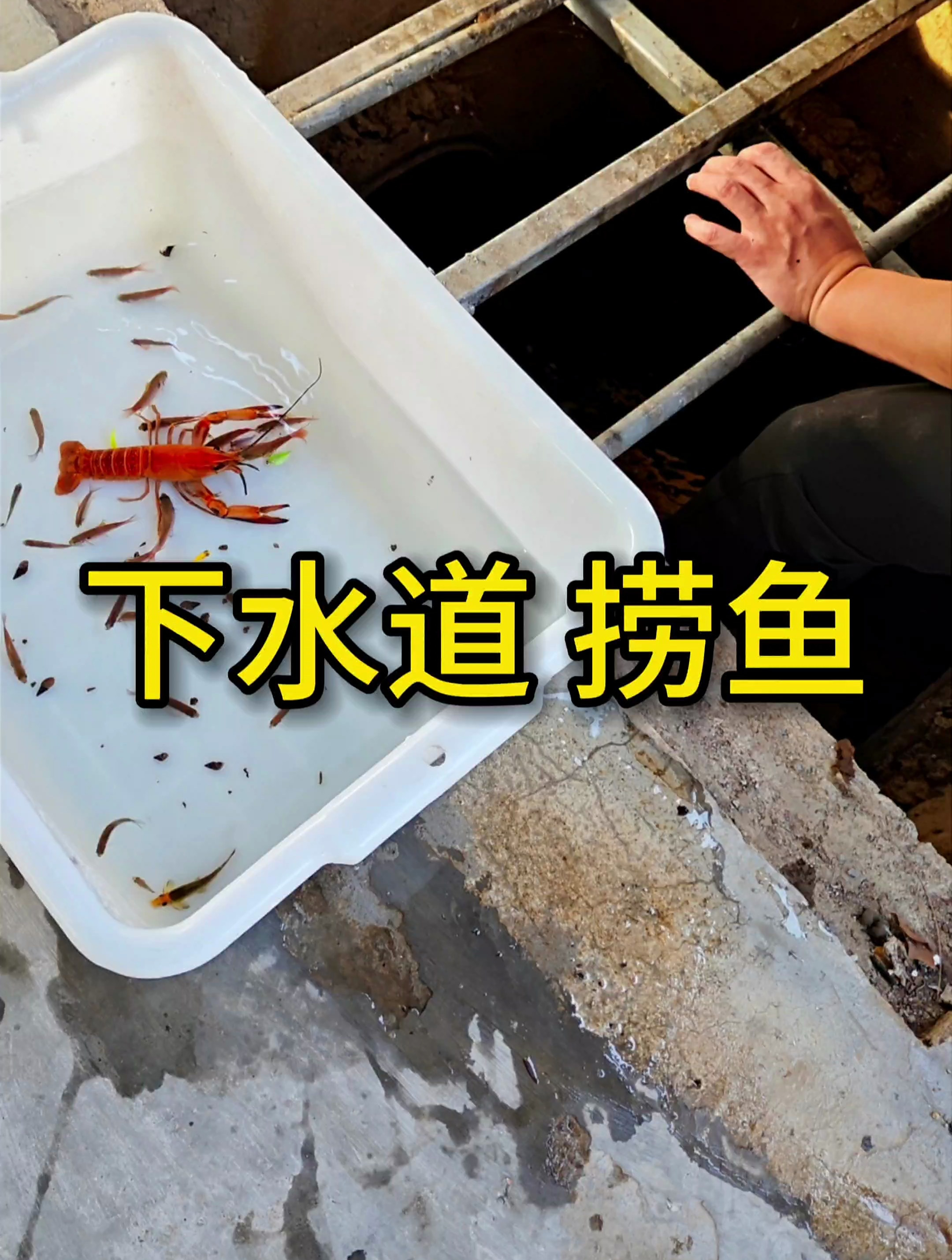 下水道里捞鱼、大鳌虾,这下舒服了!