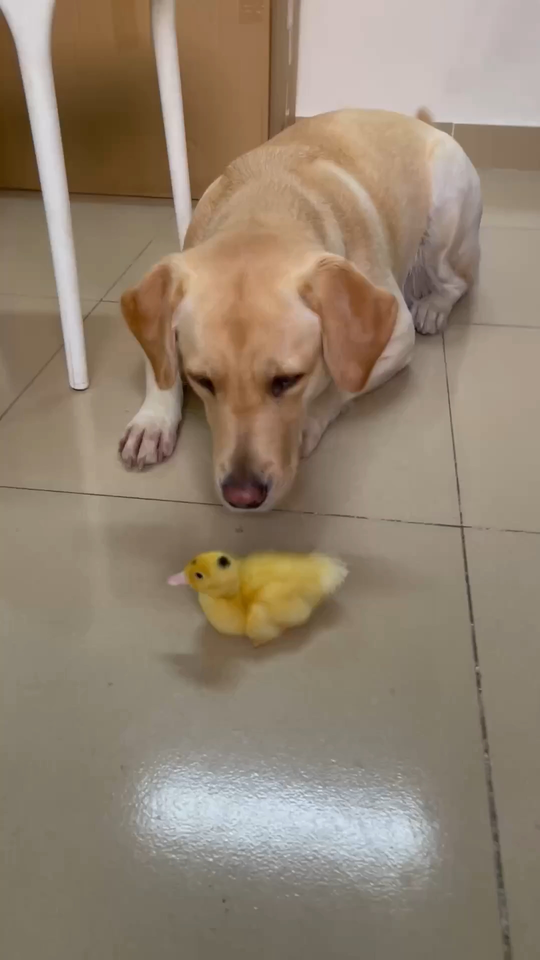 好吃又好喝,狗罐头的好处真的说不完!