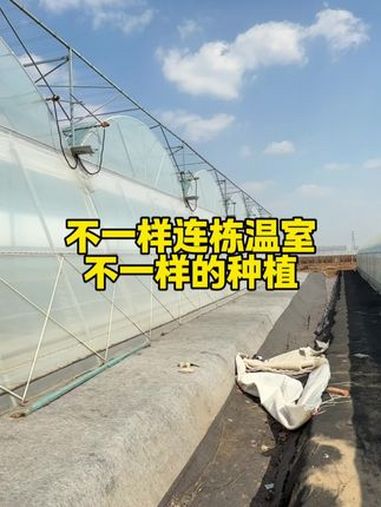 不一样的连栋温室,不一样的种植!专业建棚 蔬菜种植 大棚建设 设施农业