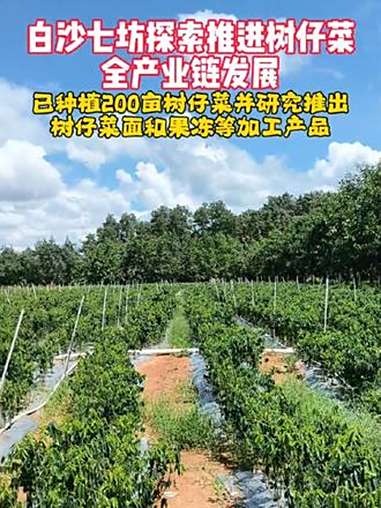 海南 白沙 七坊 探索推进 树仔菜 全产业链发展,已打造200亩种植基地,并研究推出树仔菜