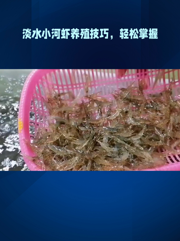 学会养殖淡水小河虾,打造健康美味餐桌!