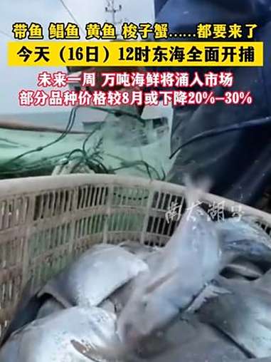 今天(16日)12时东海全面开捕!未来一周,万吨海鲜将涌入市场!部分品种价格较8月或下降2