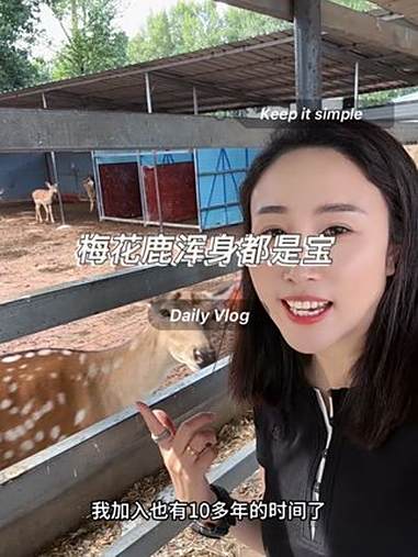 梅花鹿浑身都是宝，每年亲自看着割给大家发货 梅花鹿 鹿心 鹿茸 鹿肉 鹿角帽