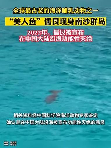 “美人鱼”现身南沙群岛，生态恢复 “大鱼”又回来了。儒艮 美人鱼 南沙群岛 濒危物种（来源