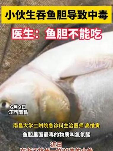 小伙生吞鱼胆导致中毒,医生:鱼胆不能吃。吃鱼胆中毒 鱼胆不能吃