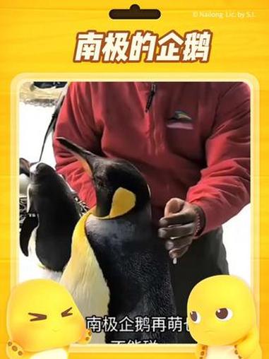看这圆滚滚的小企鹅,黄色围脖好亮眼呀~被温柔抚摸时歪头的样子,心都要化啦!原来南极的小可爱