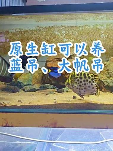 原生缸还能养什么鱼?请看VCR. 原生缸 海缸 原生鱼 海水鱼 蓝吊