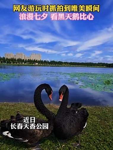 近日，长春天香公园。网友游玩时抓拍到唯美瞬间，浪漫七夕，看黑天鹅比心。七夕 唯美 黑天鹅（