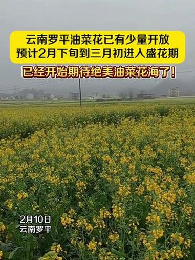 云南罗平油菜花已有少量开放,预计2月下旬到三月初进入盛花期。已经开始期待绝美油菜花海了!罗