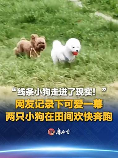 “线条小狗走进了现实!”网友记录下可爱一幕,两只小狗在田间欢快奔跑,秒变热门微信表情包。(