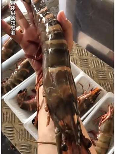 超大黑虎虾 黑虎虾、肉质紧实,味道鲜甜,没吃过的朋友可以尝尝 海鲜美食 超便宜超划算 快来